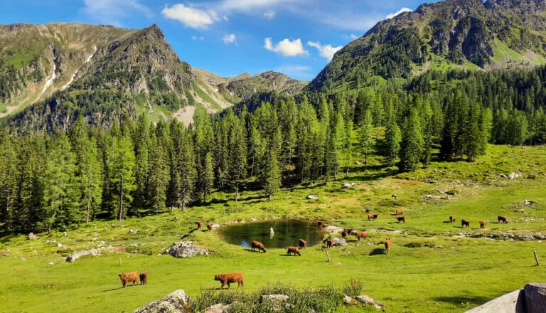 Hofeigene Alm - Steinkarlalm