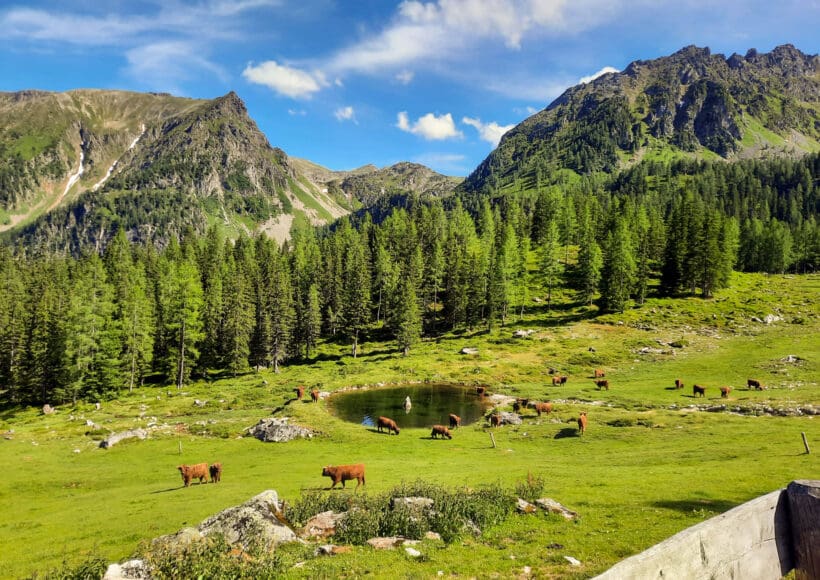 Hofeigene Alm - Steinkarlalm