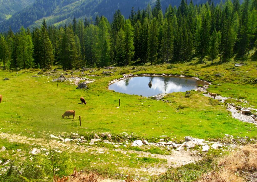 Hofeigene Alm - Steinkarlalm