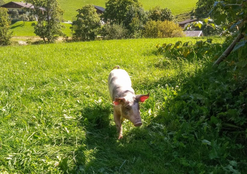 Urlaub am Bauernhof in Forstau, nahe Schladming