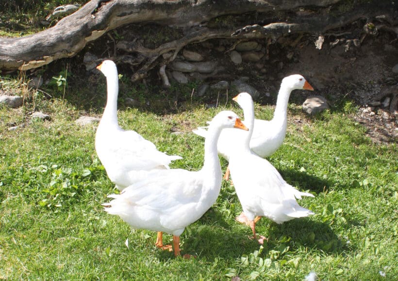 Urlaub am Bauernhof in Forstau, nahe Schladming