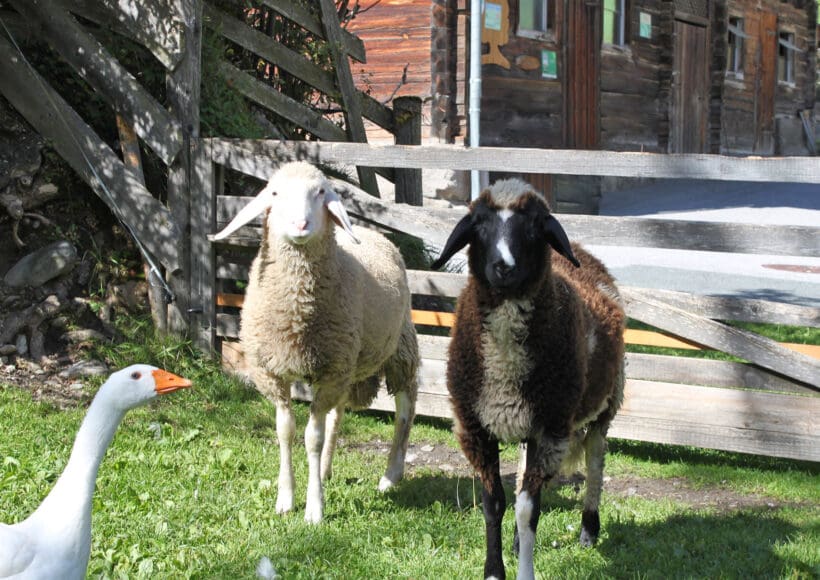 Urlaub am Bauernhof in Forstau, nahe Schladming